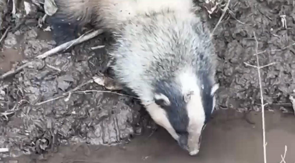 Tuzağa yakalanan porsuk kurtarıldı