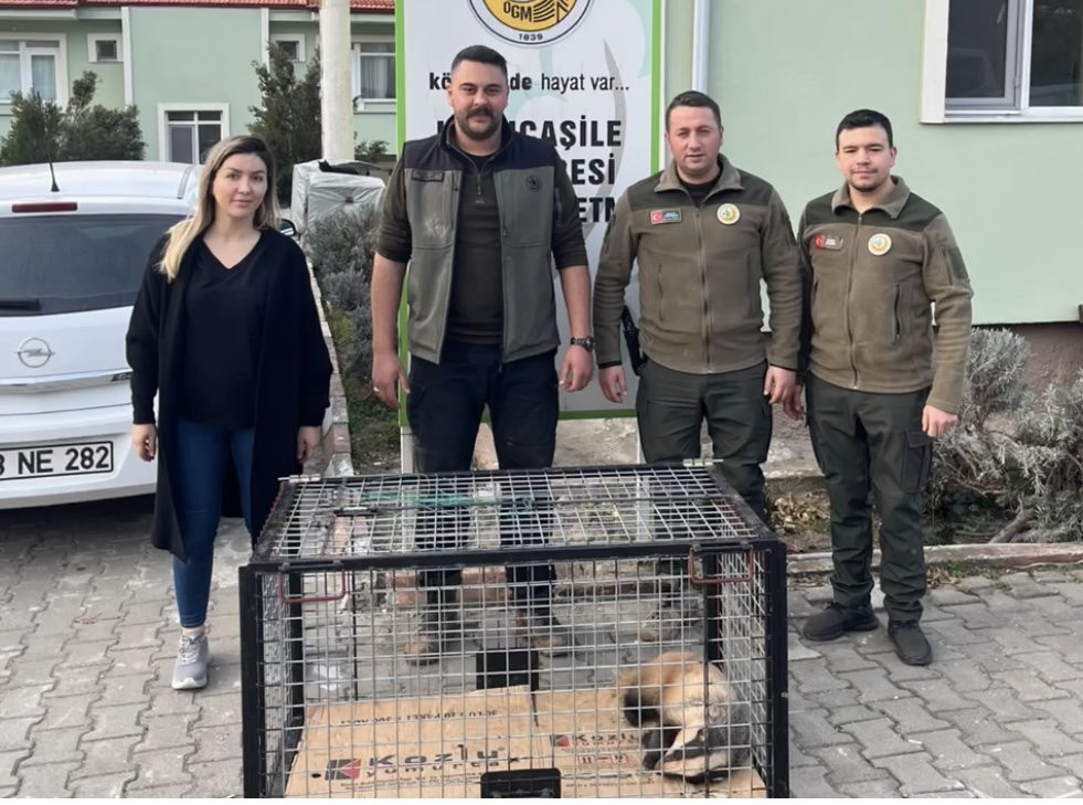 Tuzağa yakalanan porsuk kurtarıldı