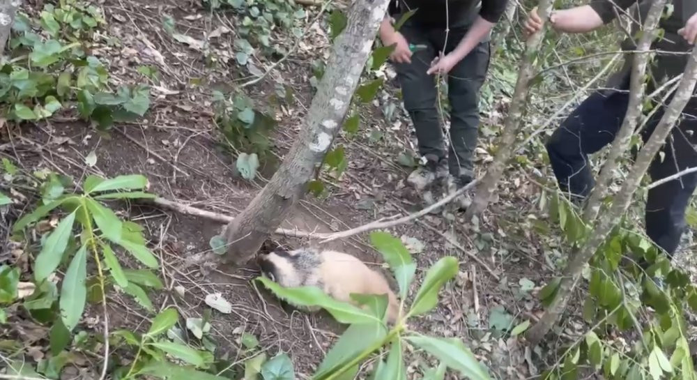 Tuzağa yakalanan porsuk kurtarıldı