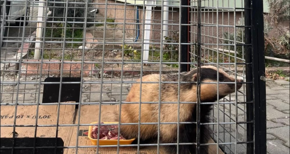 Tuzağa yakalanan porsuk kurtarıldı