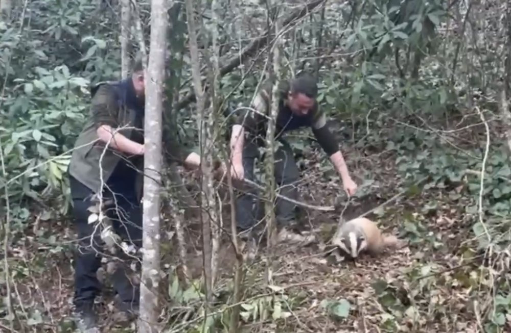 Tuzağa yakalanan porsuk kurtarıldı