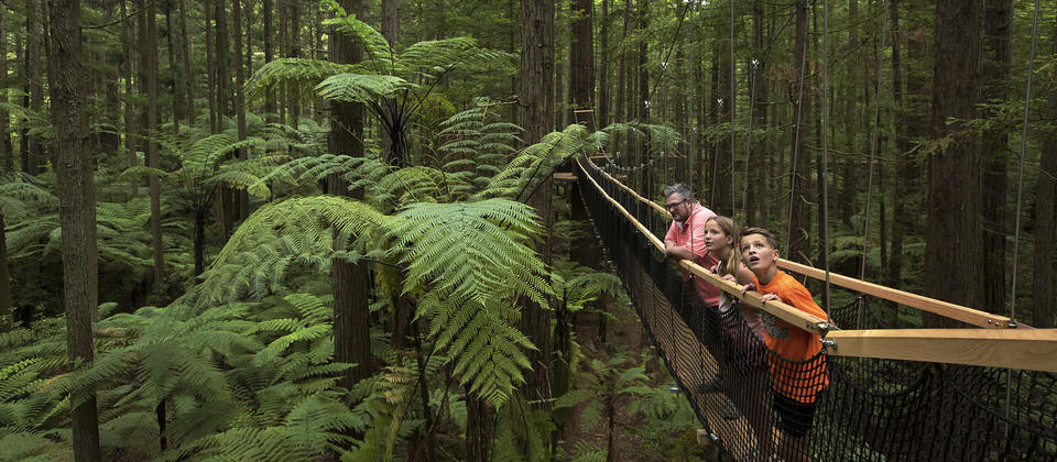 9780-redwoods-treewalk-rotorua-1-awxvdmvrzwxseqo-focalpointcropwzqymcw5njasntasntasnzusimpwzyisnjusmi41xq.jpg