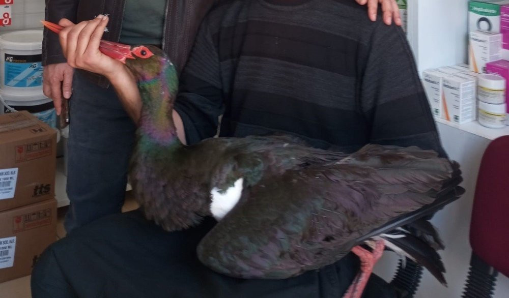 Adana’da nesli tükenme tehlikesinde kara leylek göç yolu üzerinde yaralı Bulundu