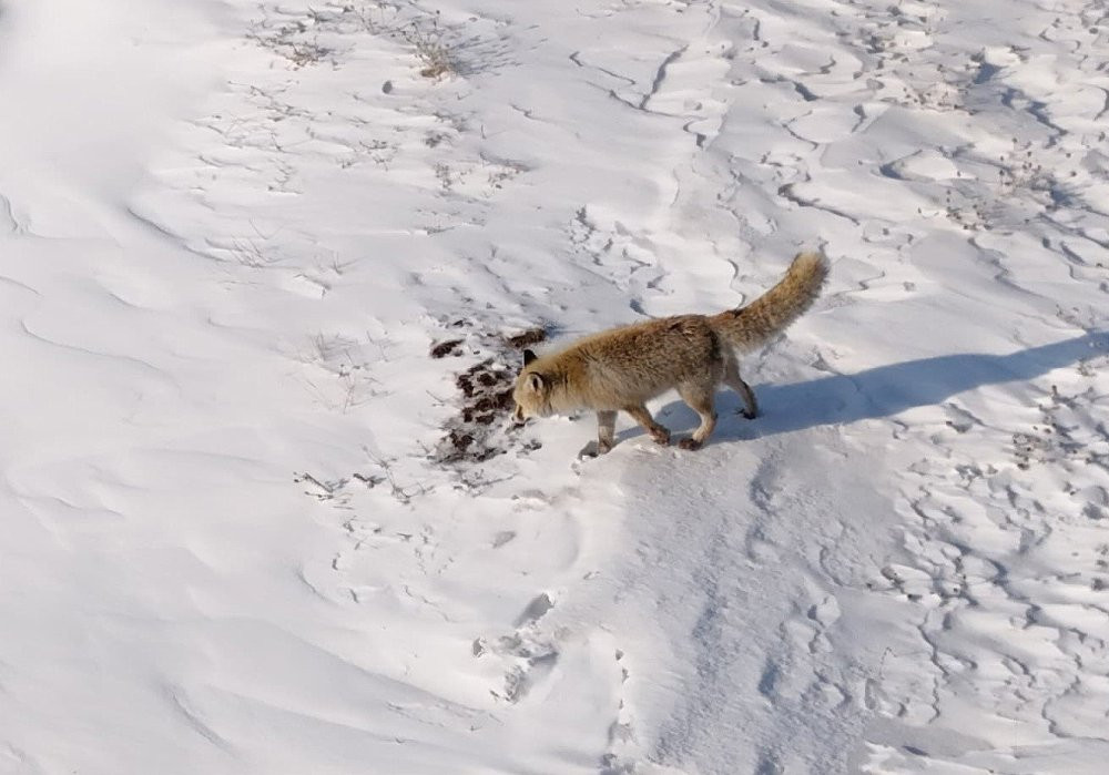 Ahlat’ta dron ile tilkinin imtihanı: Tedirgin oldu