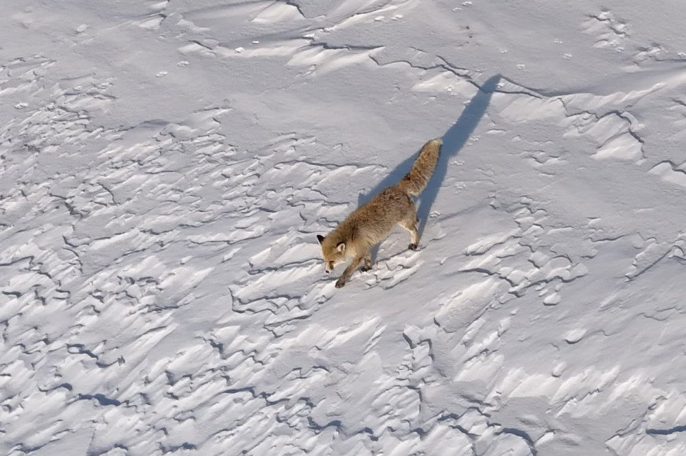Ahlat’ta dron ile tilkinin imtihanı: Tedirgin oldu