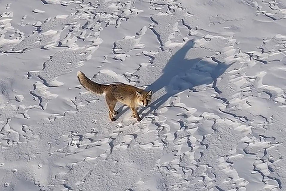 Ahlat’ta dron ile tilkinin imtihanı: Tedirgin oldu