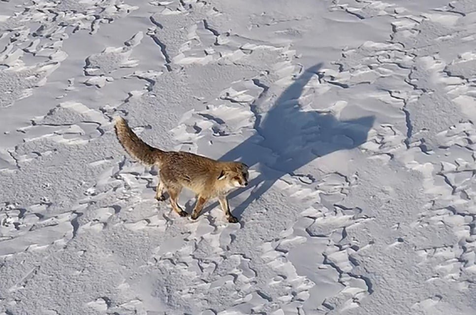 Ahlat’ta dron ile tilkinin imtihanı: Tedirgin oldu