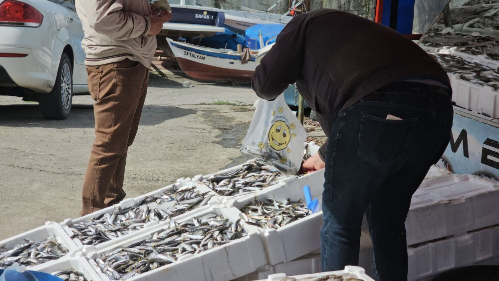Kozlu halkı balığa doyacak! 10 ton istavrit ve mezgit yakaladı: 50 liradan satıyor: Geliri ihtiyaç sahiplerine