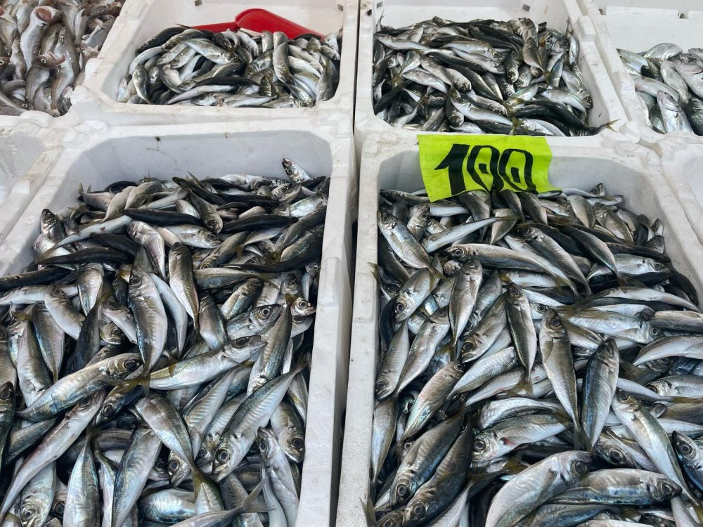 Kozlu halkı balığa doyacak! 10 ton istavrit ve mezgit yakaladı: 50 liradan satıyor: Geliri ihtiyaç sahiplerine