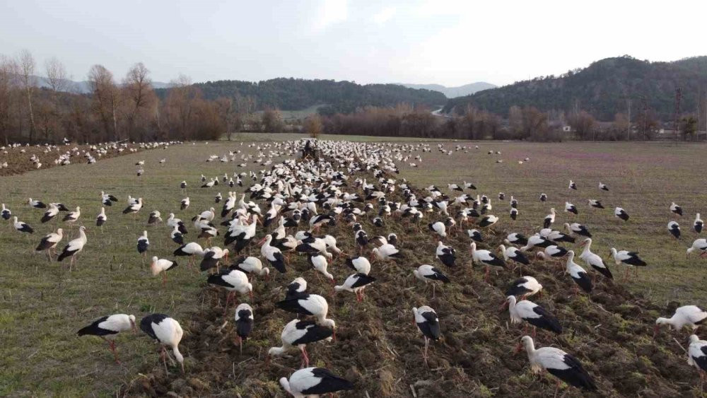 Yüzlerce leylek o ilde görüldü