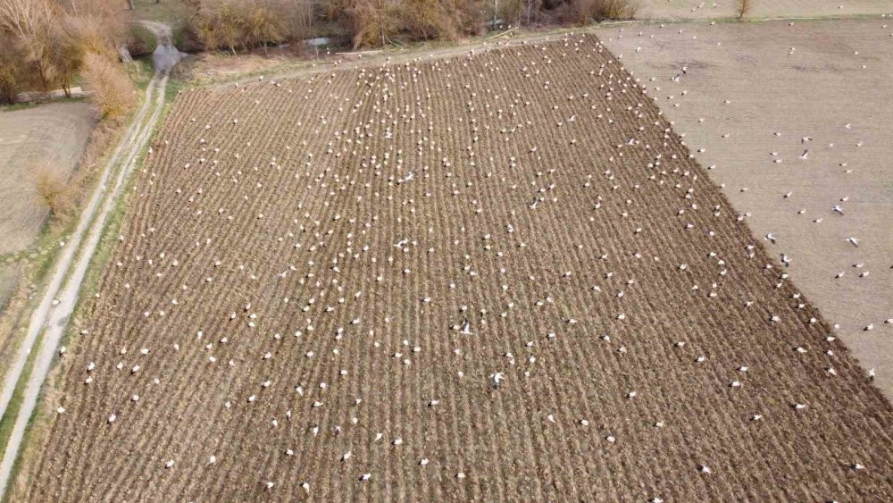 Yüzlerce leylek o ilde görüldü