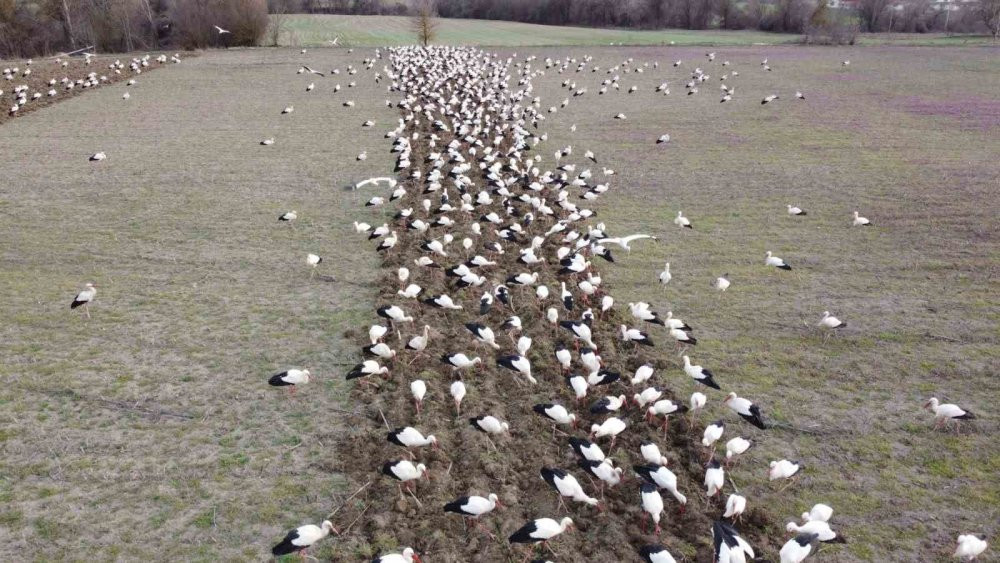 Yüzlerce leylek o ilde görüldü