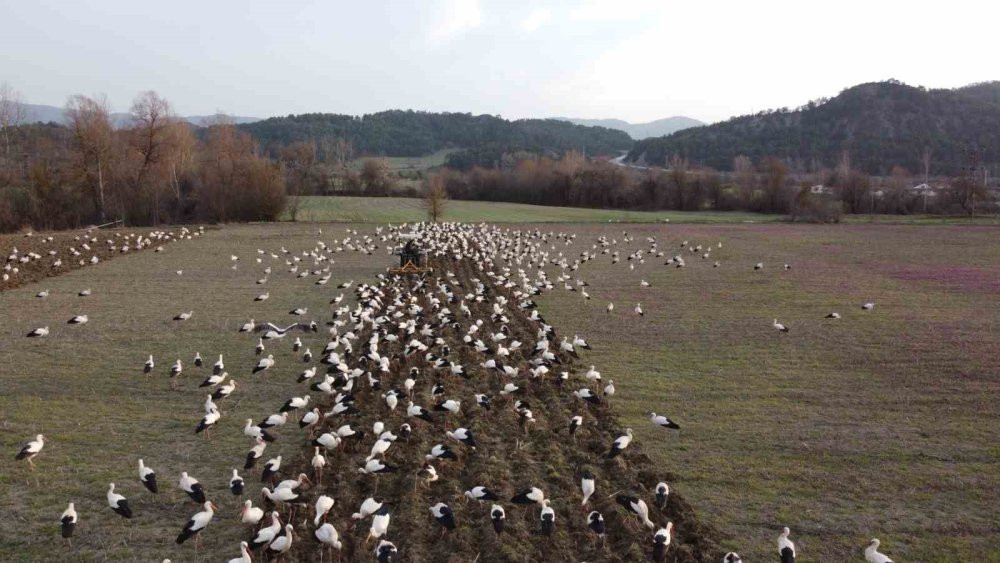 Yüzlerce leylek o ilde görüldü