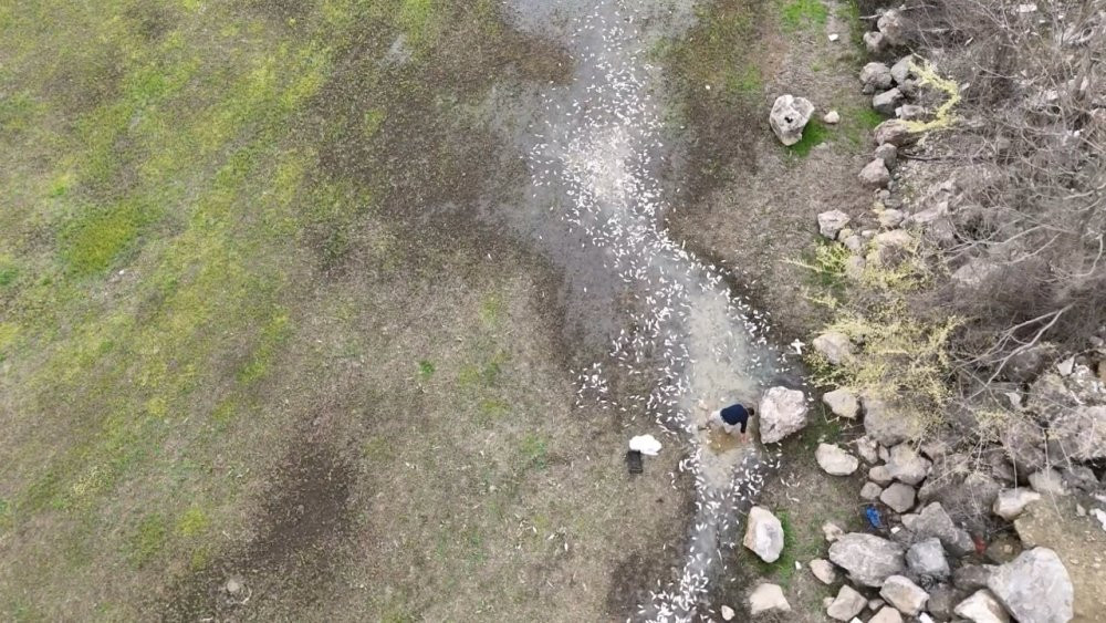 Bursa'da toplu balık ölümü