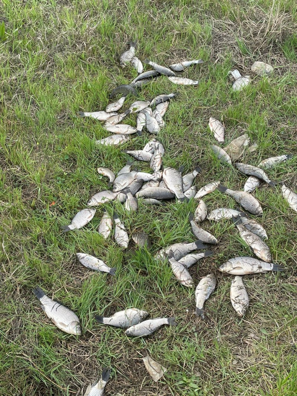 Bursa'da toplu balık ölümü