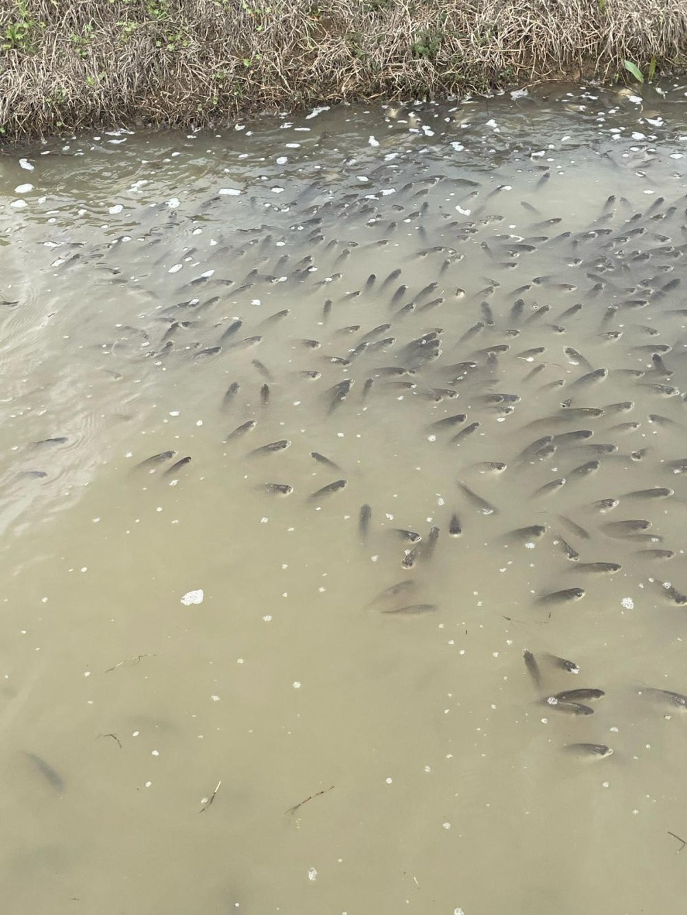 Bursa'da toplu balık ölümü