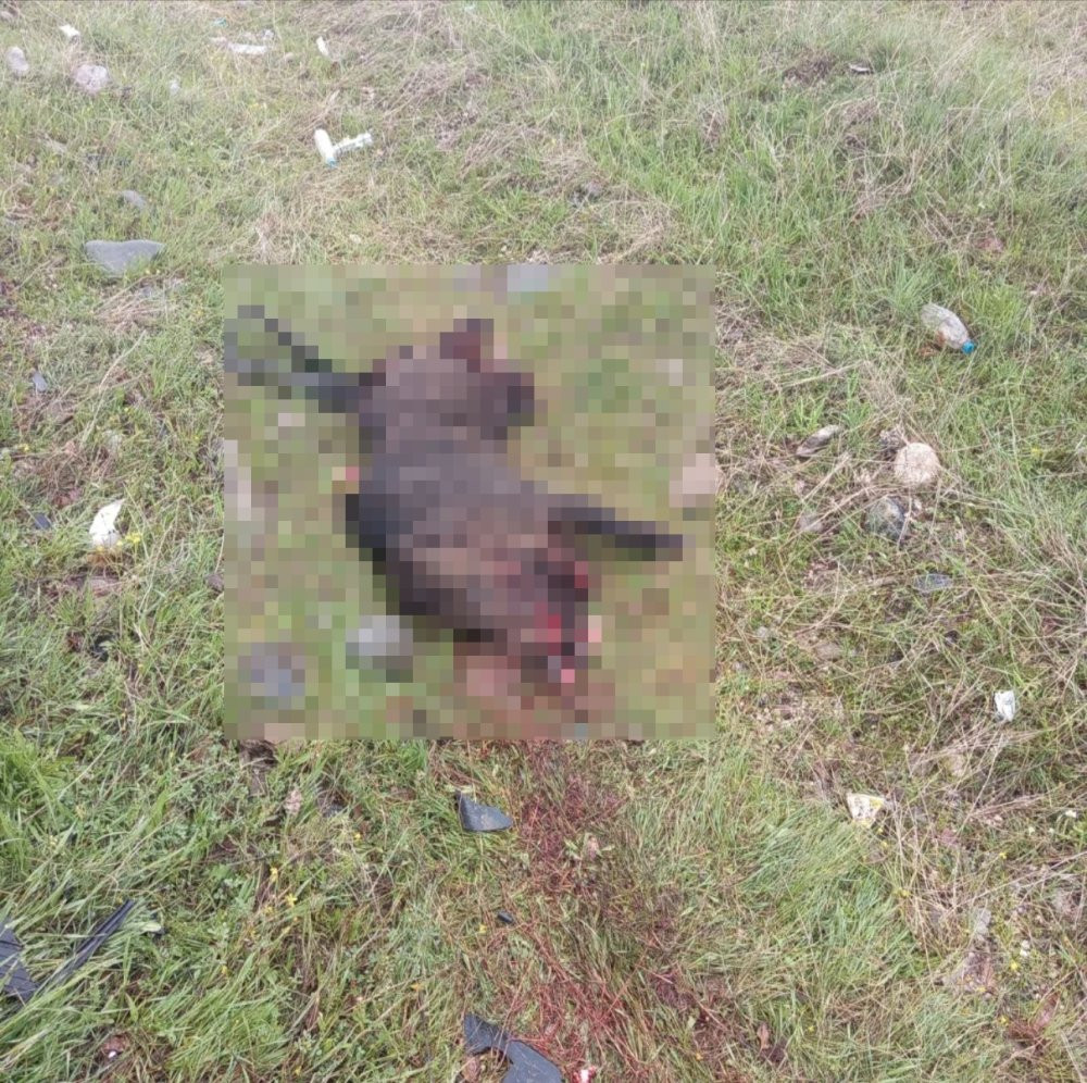 Düğünden dönüşte facia! Yola çıkan domuz ölüm getirdi: 1 ölü, 6 yaralı