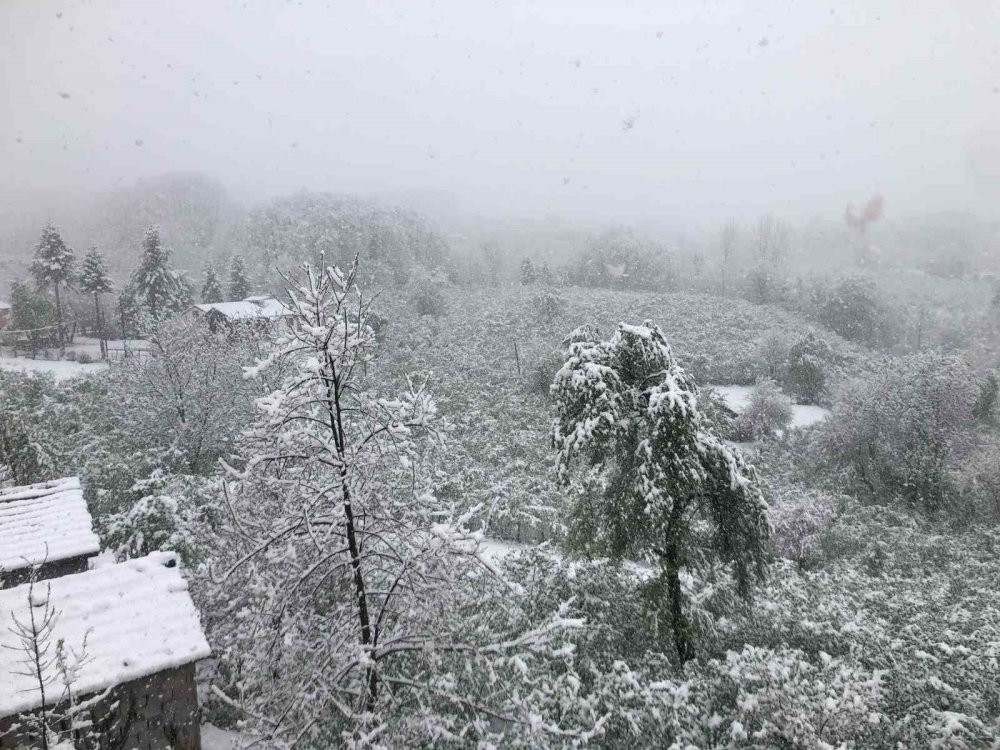 Ordu’da Nisan ayında yağan kar, üreticileri endişelendirdi: Fındık üreticileri teyakkuzda