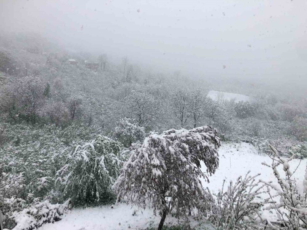 Ordu’da Nisan ayında yağan kar, üreticileri endişelendirdi: Fındık üreticileri teyakkuzda