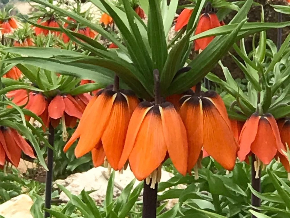 Ağlayan Gelinler açtı! Görüntüyü çekmek için sabahın erken saatlerinde yola çıkıyorlar