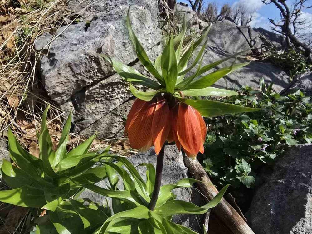 Ağlayan Gelinler açtı! Görüntüyü çekmek için sabahın erken saatlerinde yola çıkıyorlar