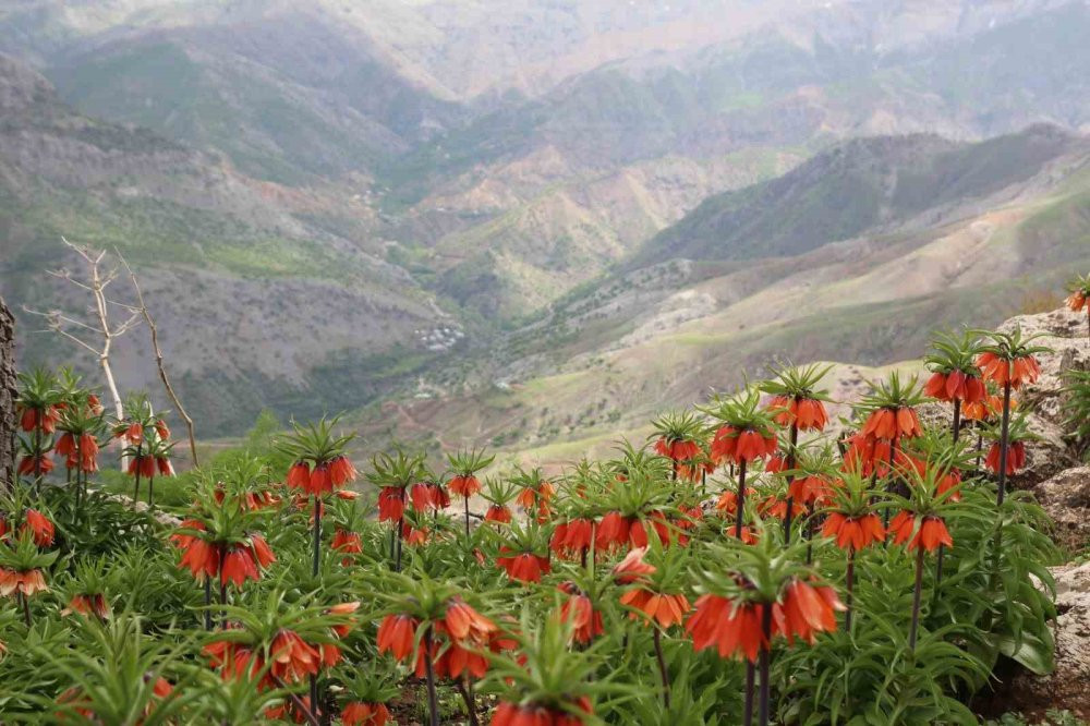 Ağlayan Gelinler açtı! Görüntüyü çekmek için sabahın erken saatlerinde yola çıkıyorlar