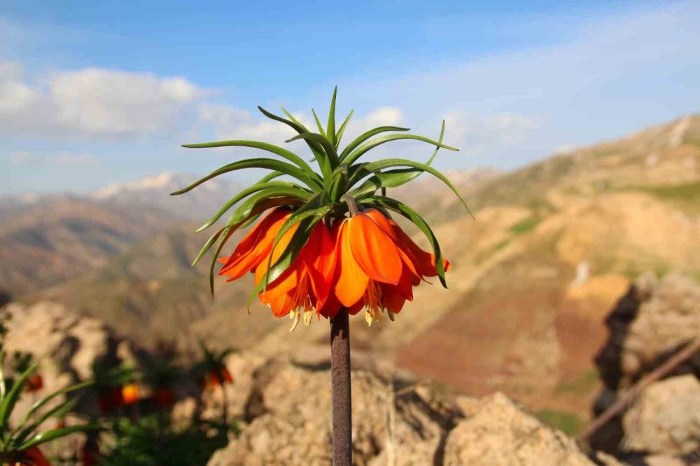 Ağlayan Gelinler açtı! Görüntüyü çekmek için sabahın erken saatlerinde yola çıkıyorlar