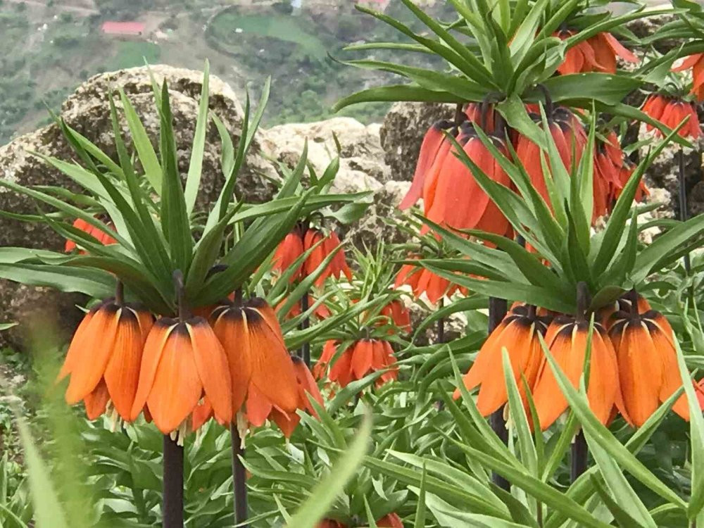 Ağlayan Gelinler açtı! Görüntüyü çekmek için sabahın erken saatlerinde yola çıkıyorlar