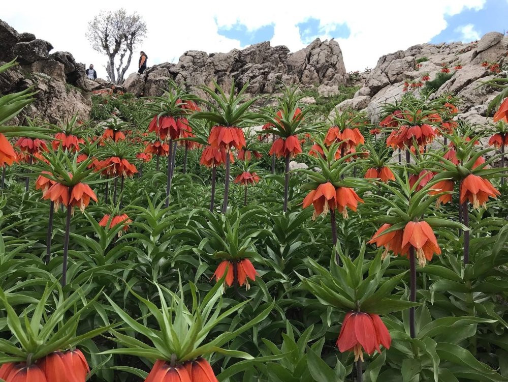 Ağlayan Gelinler açtı! Görüntüyü çekmek için sabahın erken saatlerinde yola çıkıyorlar
