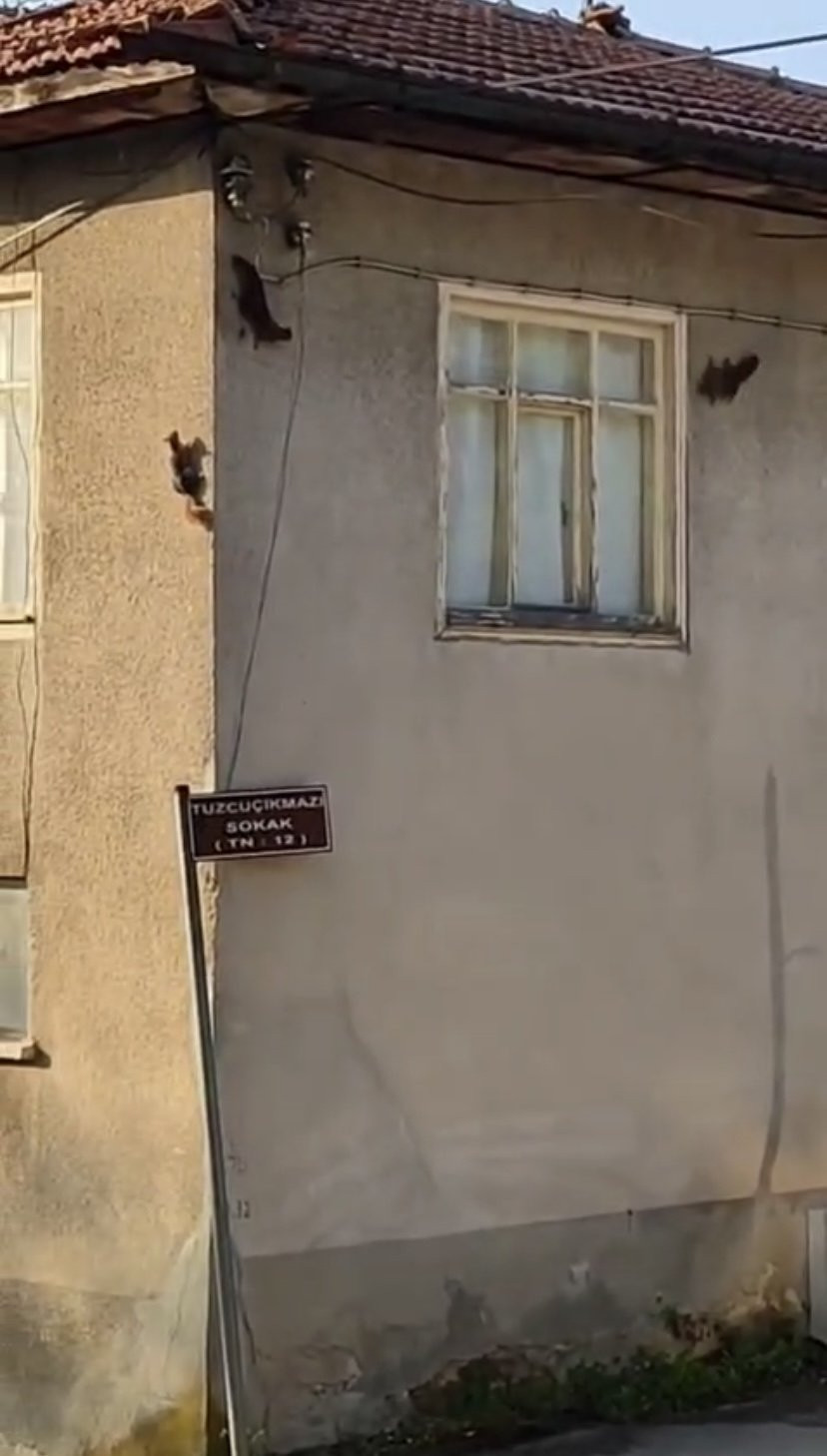 Evin duvarında gezinen 3 sincap görüntülendi