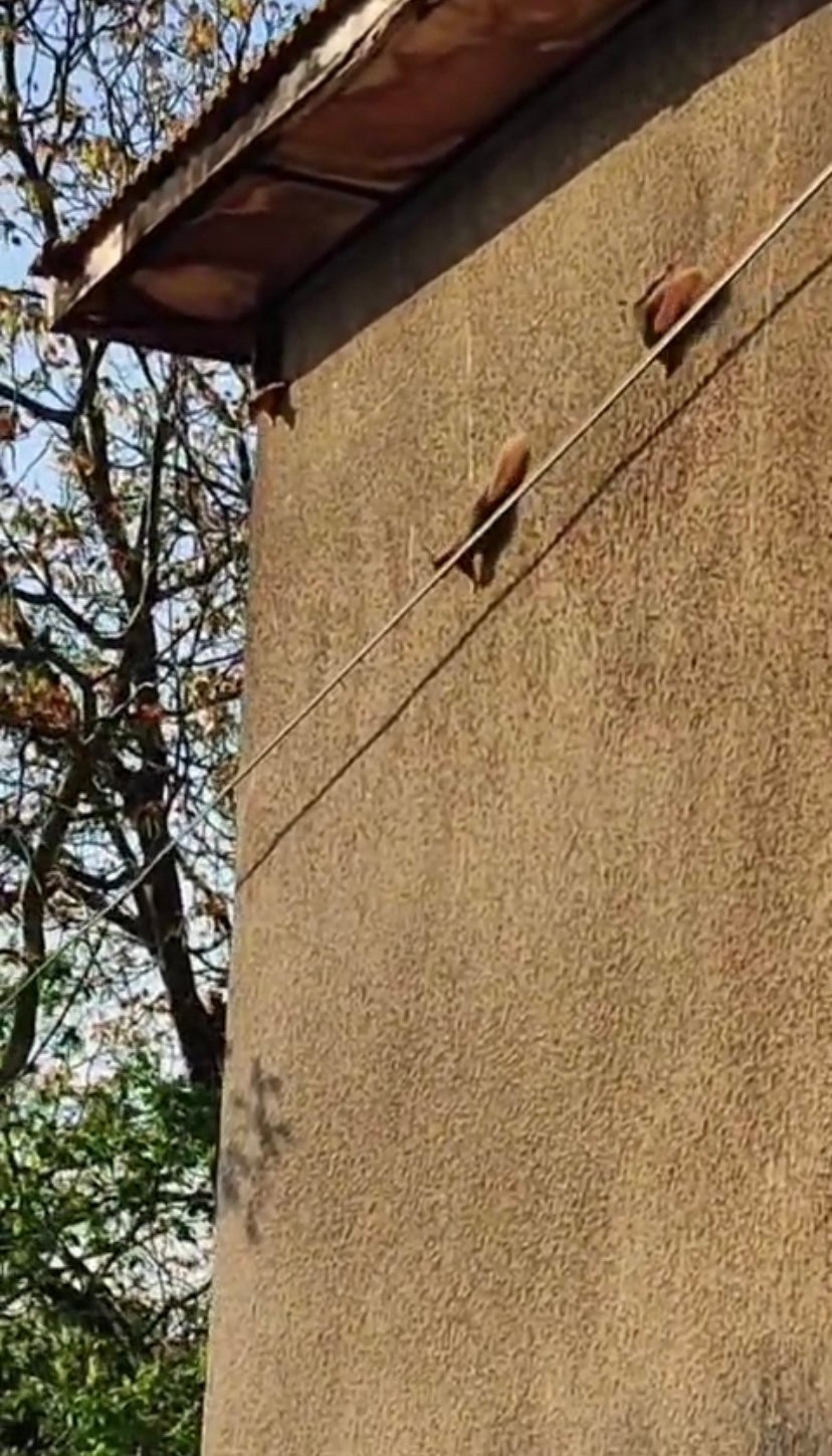 Evin duvarında gezinen 3 sincap görüntülendi