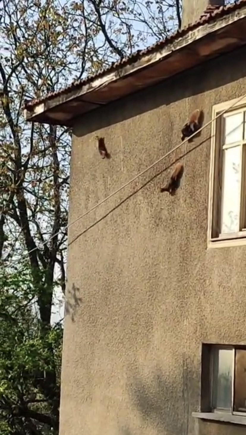 Evin duvarında gezinen 3 sincap görüntülendi