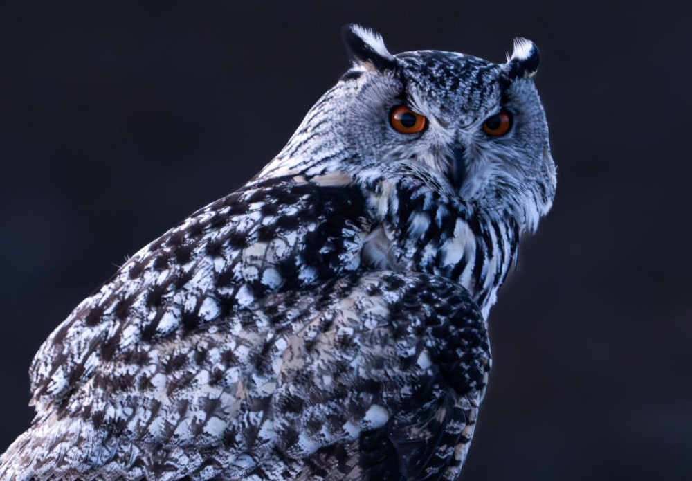 Türkiye’nin nadir misafiri! Sivas’ta objektife takıldı