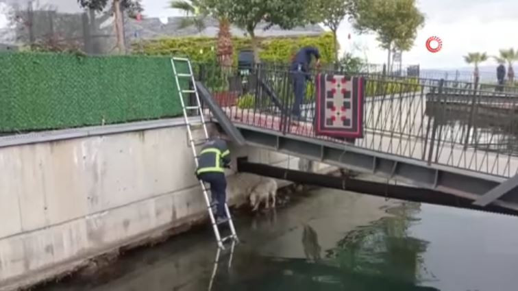 karamurselde-su-kanalinda-can-pazari-itfaiyeden-kopek-icin-nefes-kesen-operasyon-yenicag-8.jpg