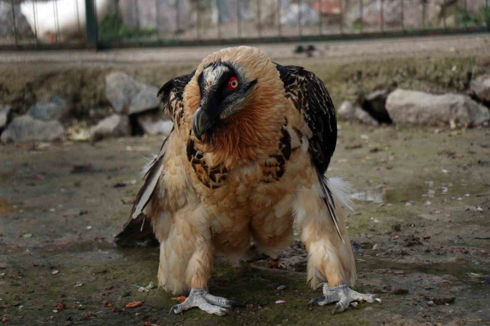 Nesli tükenmek üzere yaralı olarak Artvin'de bulundu