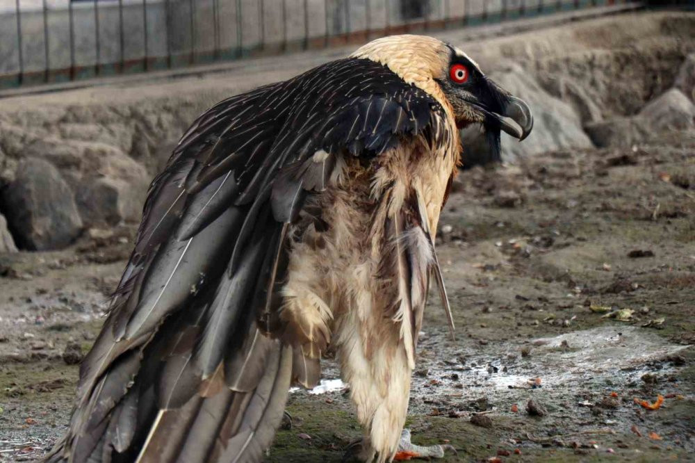Nesli tükenmek üzere yaralı olarak Artvin'de bulundu