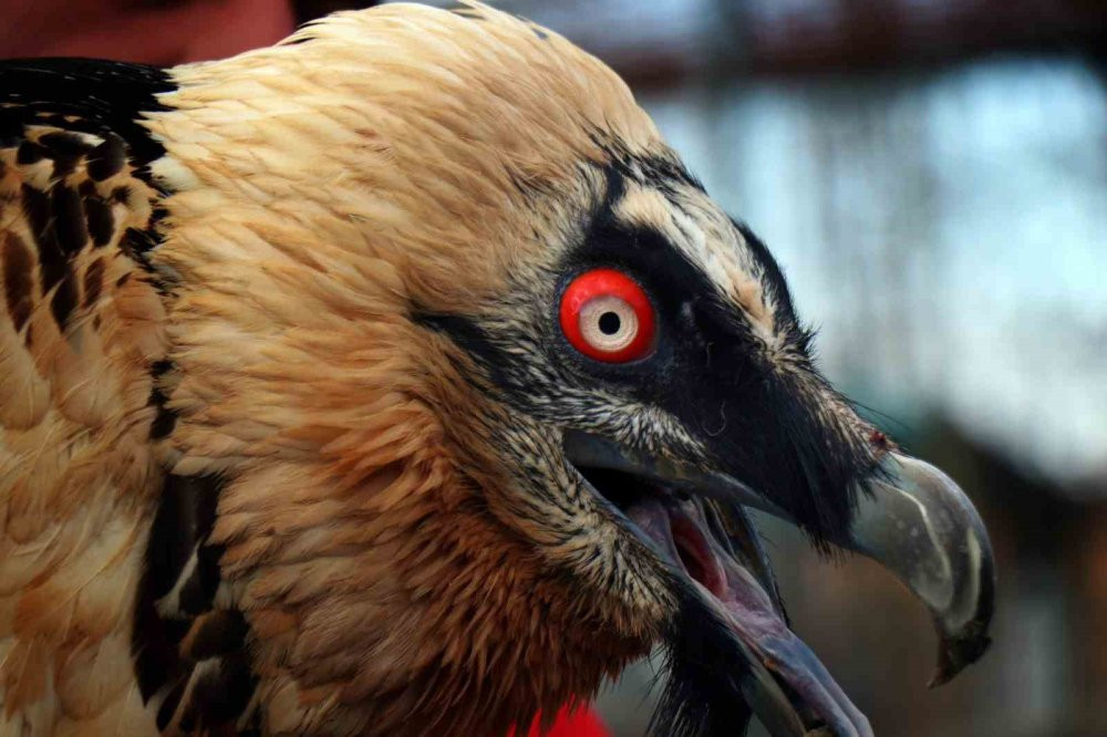 Nesli tükenmek üzere yaralı olarak Artvin'de bulundu