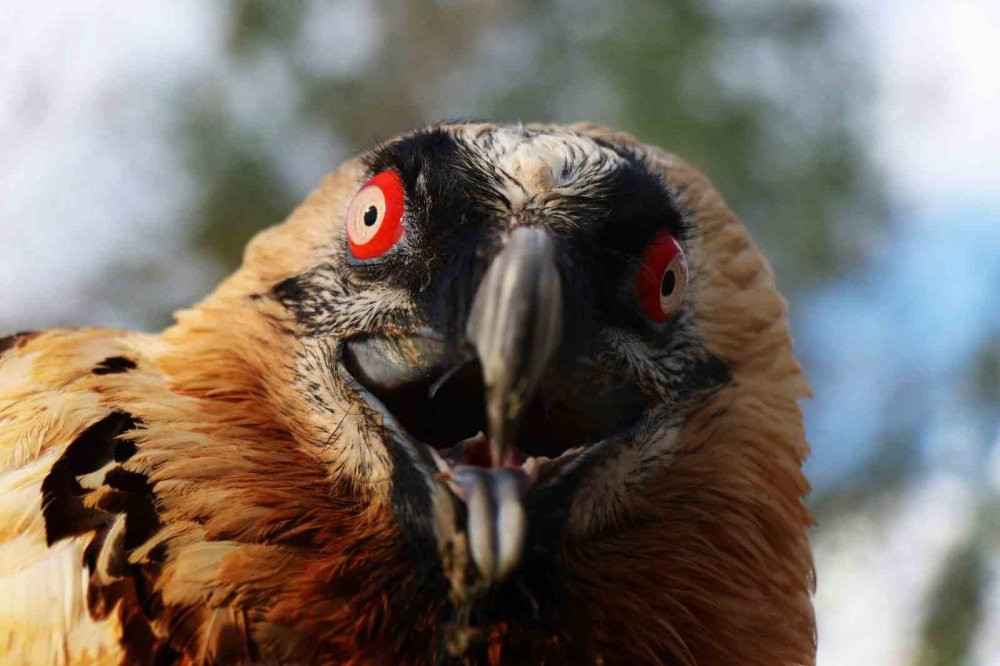 Nesli tükenmek üzere yaralı olarak Artvin'de bulundu