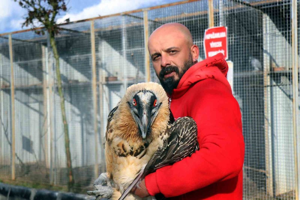 Nesli tükenmek üzere yaralı olarak Artvin'de bulundu