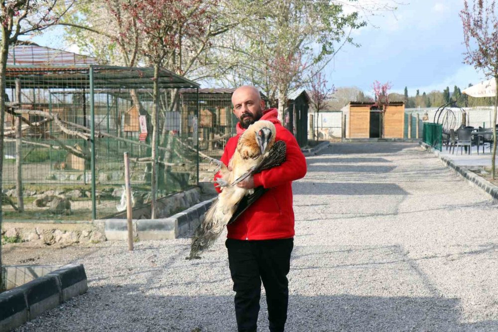 Nesli tükenmek üzere yaralı olarak Artvin'de bulundu