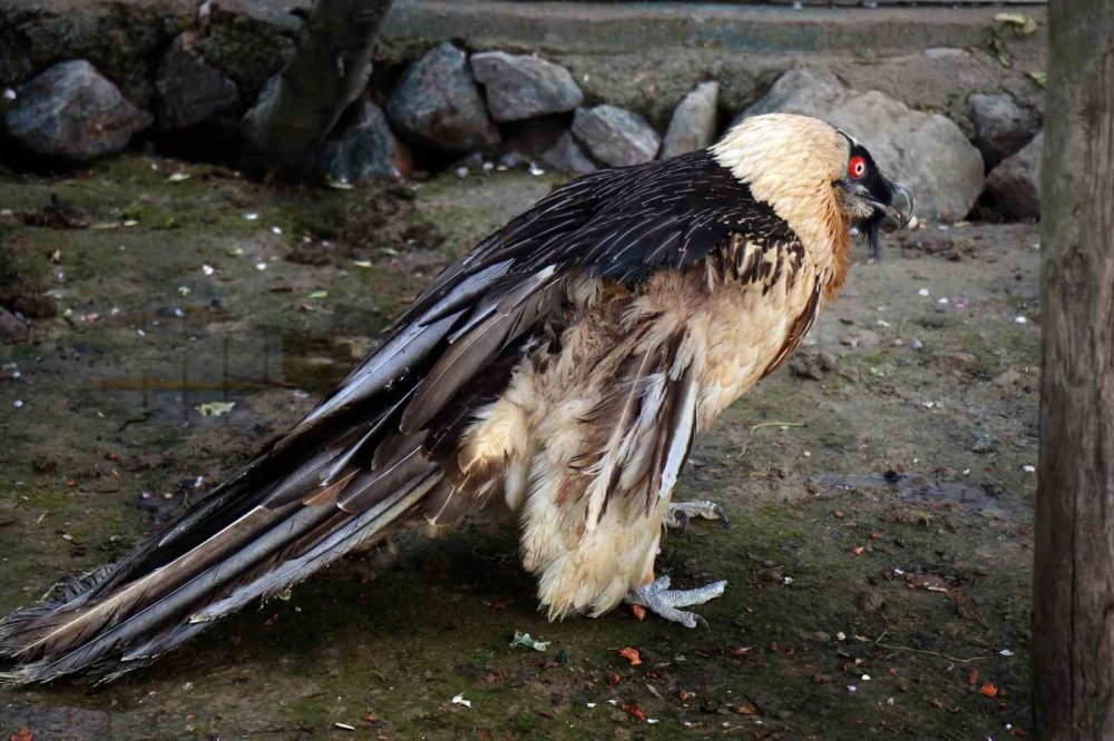 Nesli tükenmek üzere yaralı olarak Artvin'de bulundu