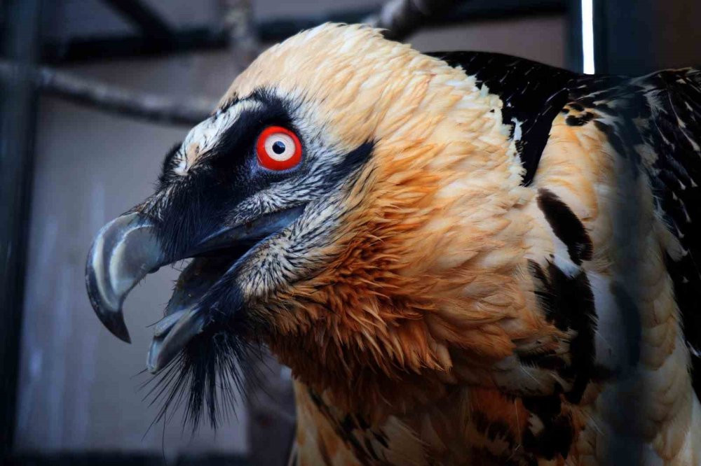 Nesli tükenmek üzere yaralı olarak Artvin'de bulundu