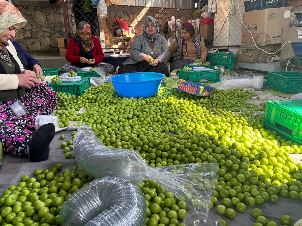 Mersin’de Erik hasadı başladı: Don vurdu: Rekolte alarm verdi