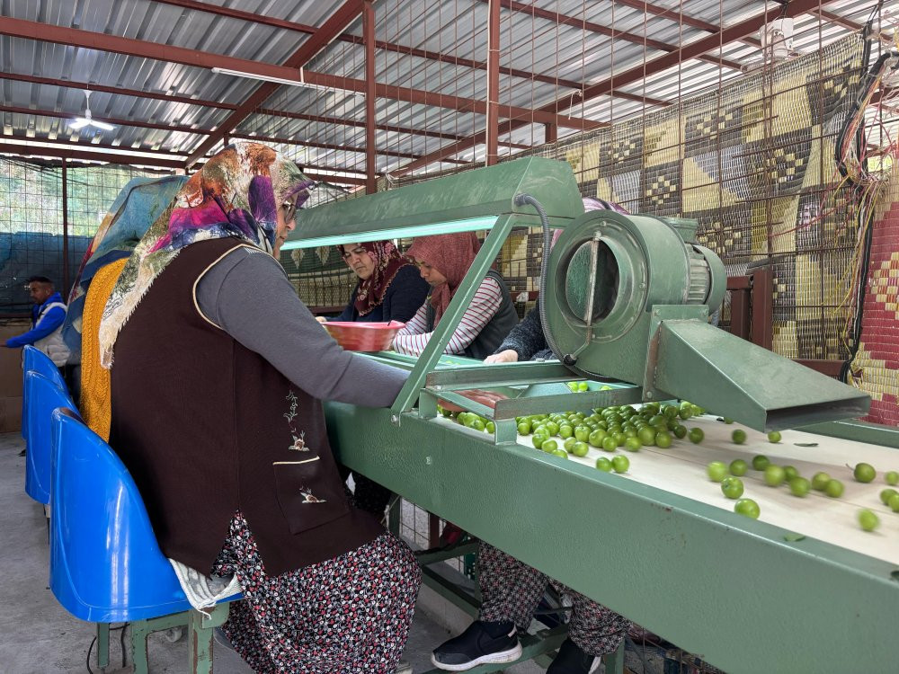 Mersin’de Erik hasadı başladı: Don vurdu: Rekolte alarm verdi