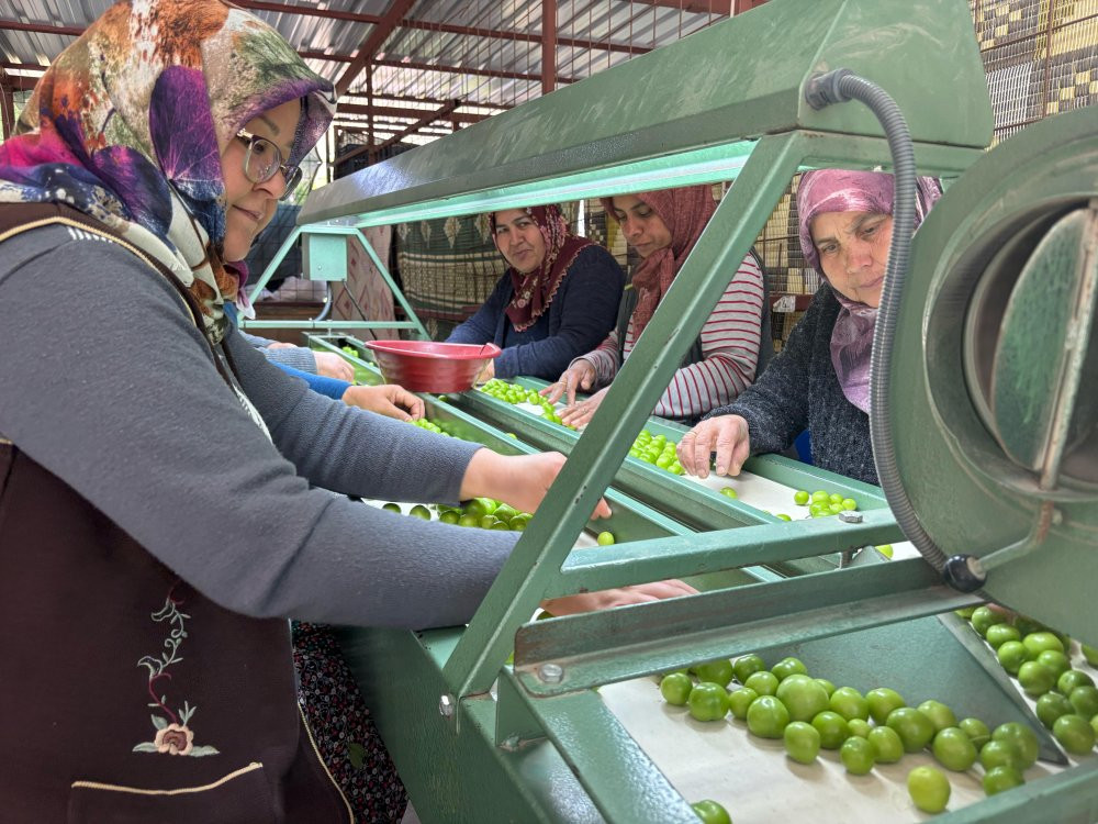 Mersin’de Erik hasadı başladı: Don vurdu: Rekolte alarm verdi