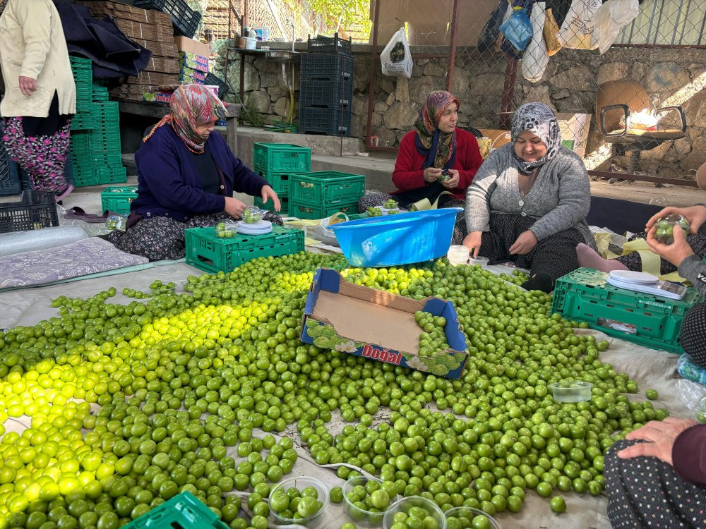 Mersin’de Erik hasadı başladı: Don vurdu: Rekolte alarm verdi