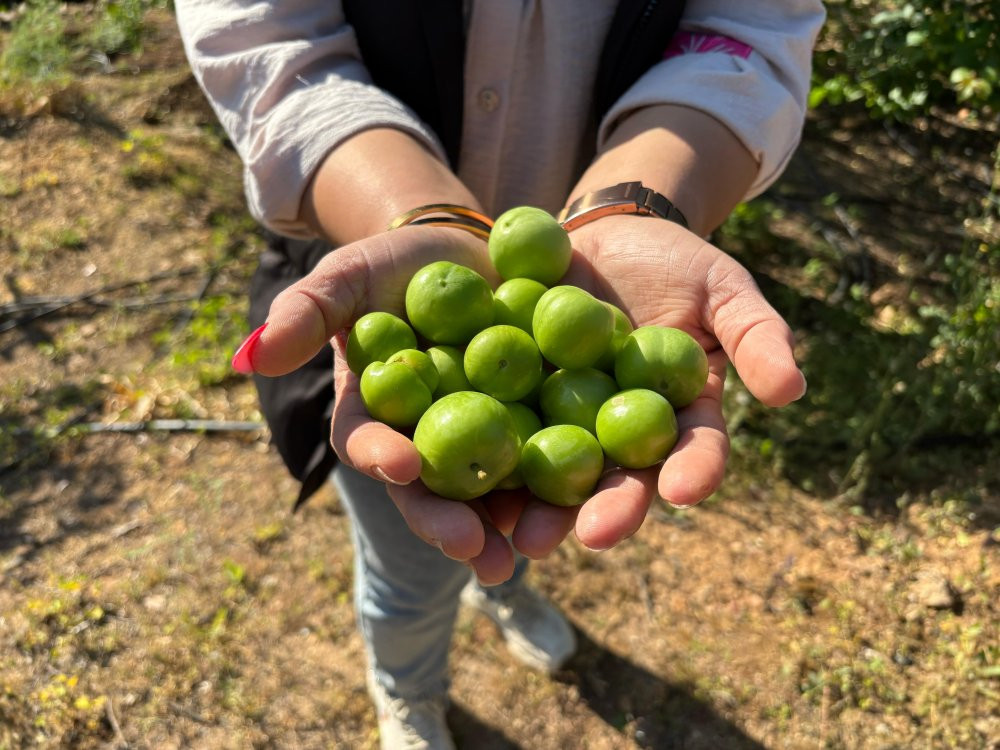 Mersin’de Erik hasadı başladı: Don vurdu: Rekolte alarm verdi