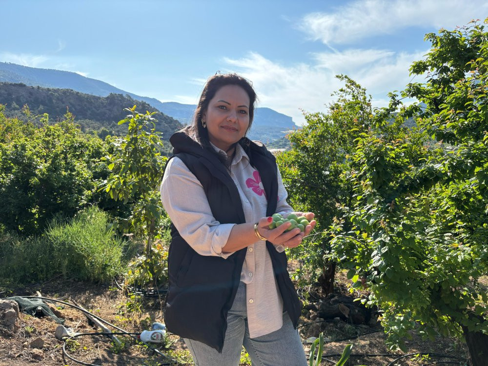 Mersin’de Erik hasadı başladı: Don vurdu: Rekolte alarm verdi