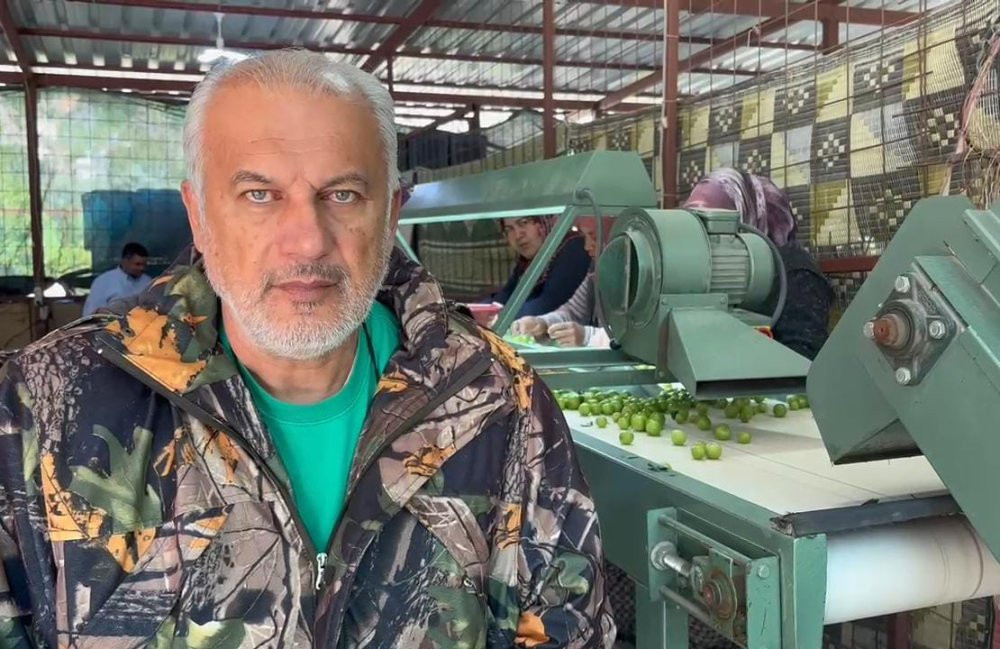 Mersin’de Erik hasadı başladı: Don vurdu: Rekolte alarm verdi