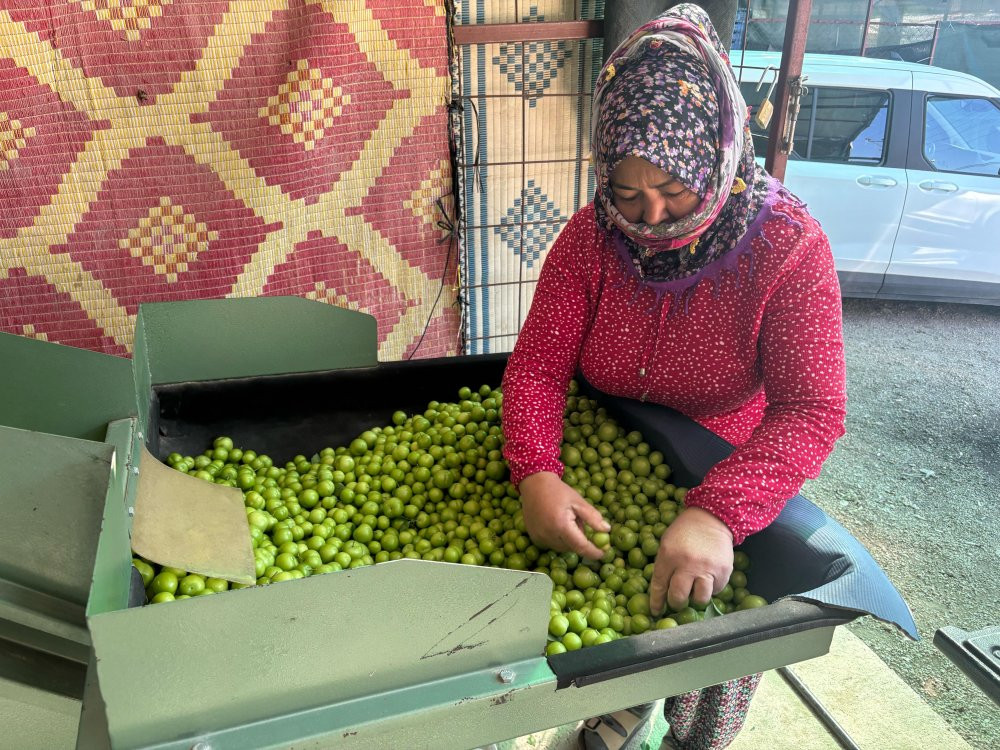 Mersin’de Erik hasadı başladı: Don vurdu: Rekolte alarm verdi